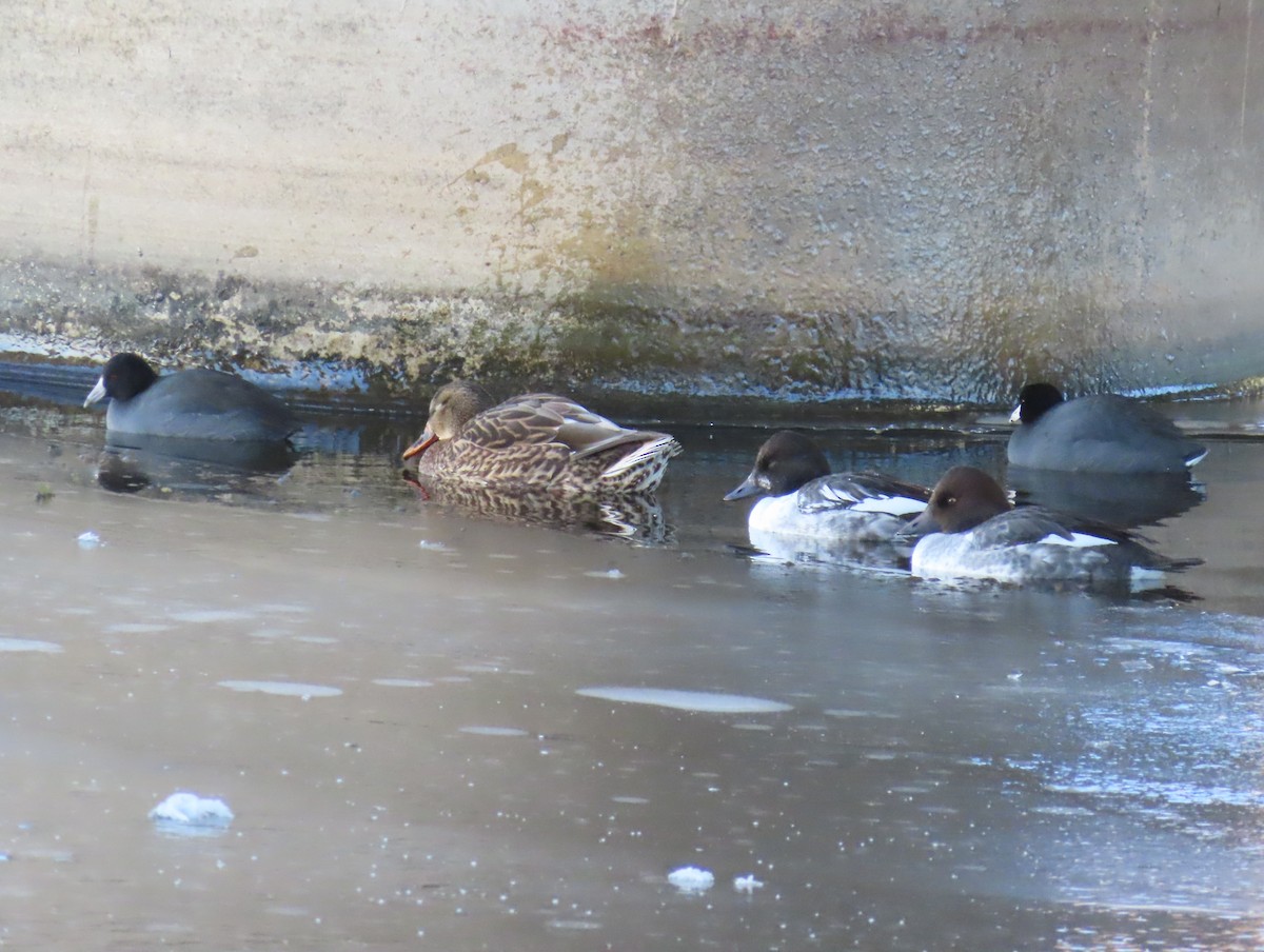 Mallard - ML611818602