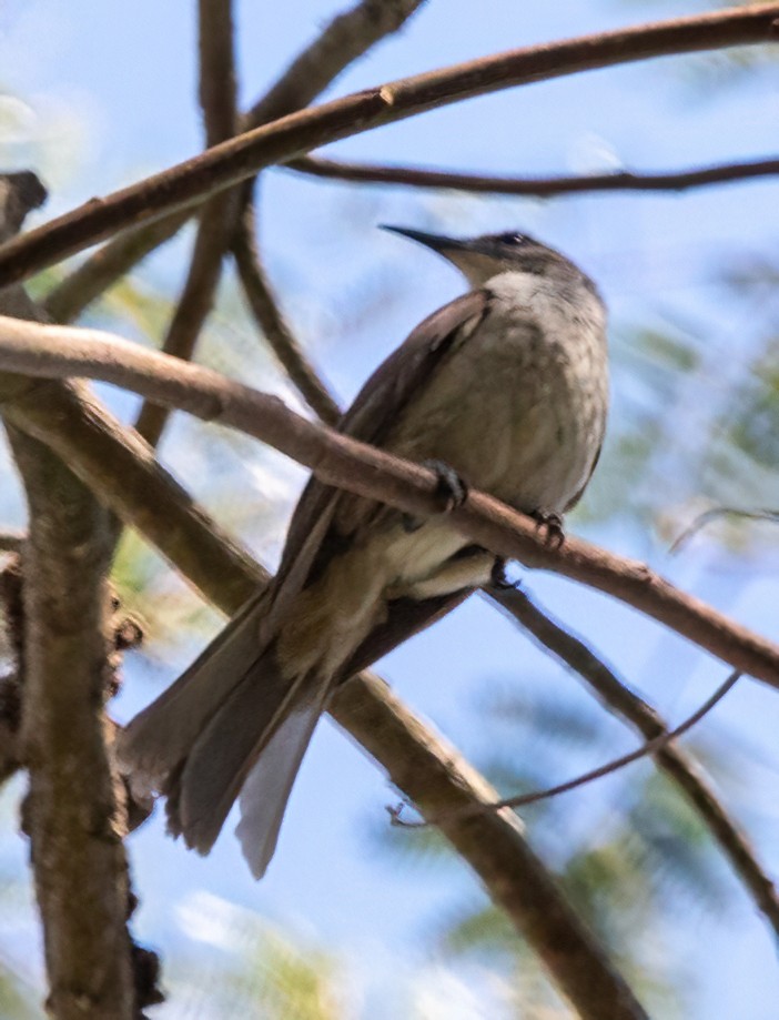 Timor Friarbird - ML611818704