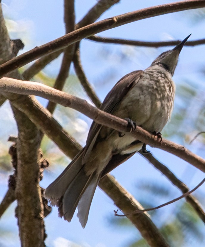 Timor Friarbird - ML611818709