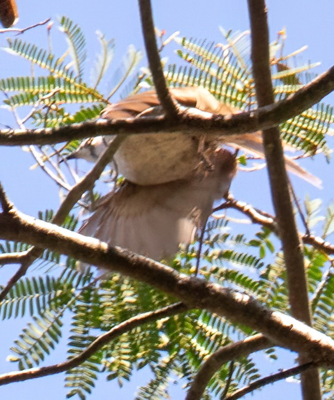 Timor Friarbird - ML611818715