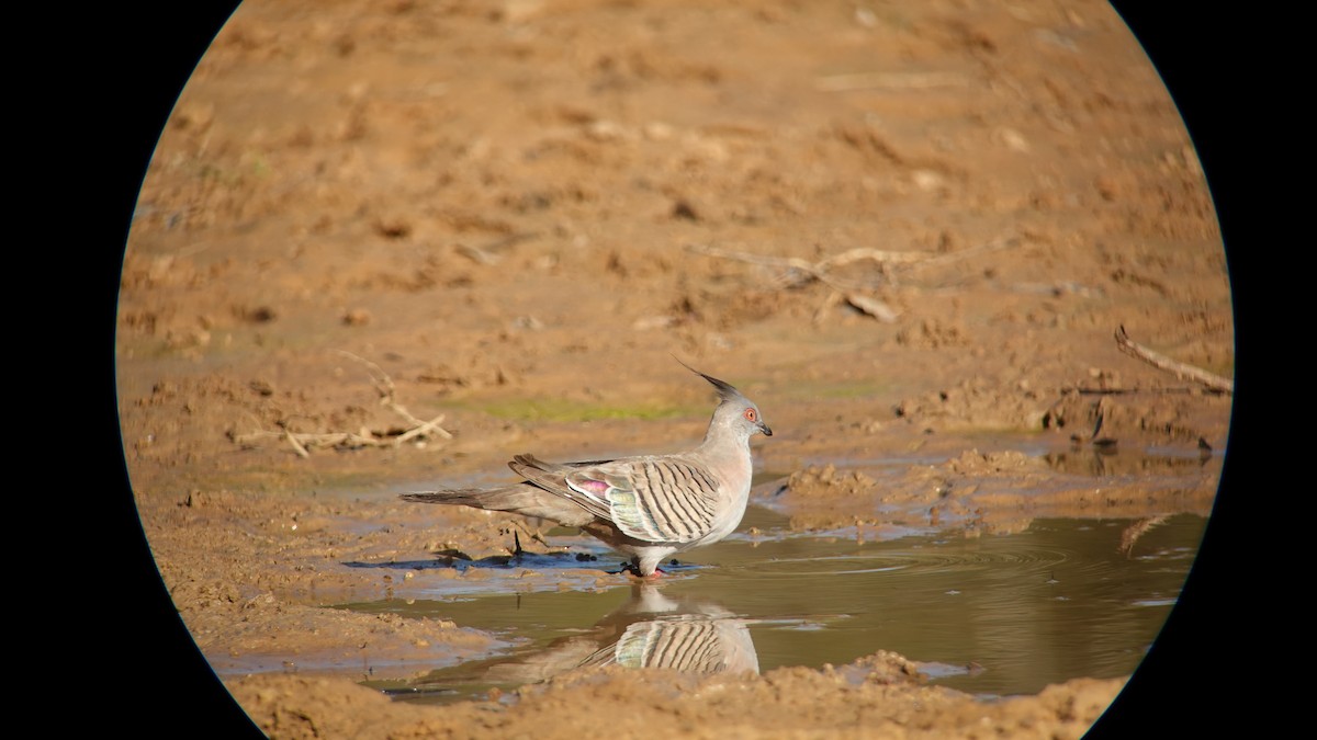 Crested Pigeon - ML611818760