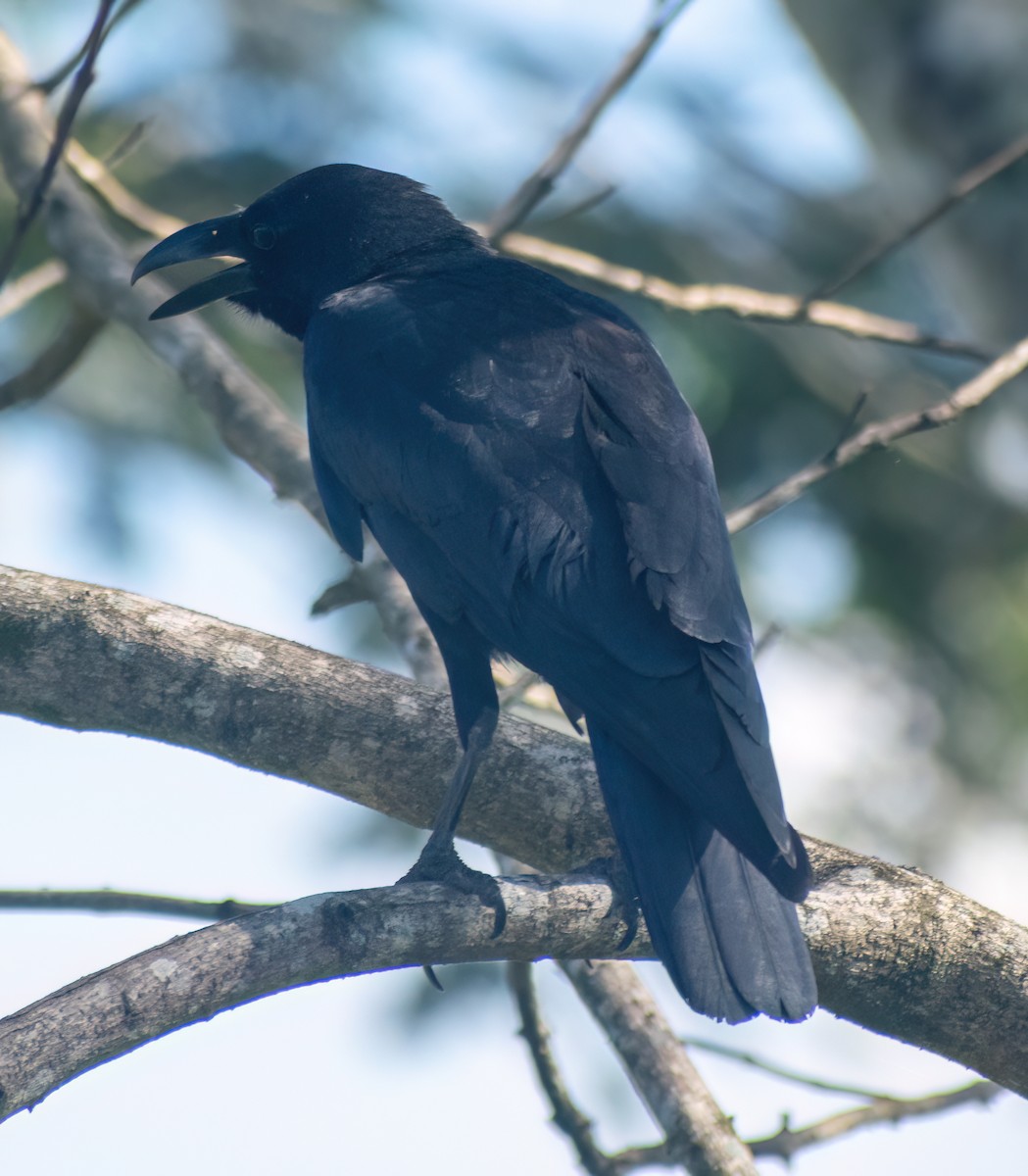 Large-billed Crow - ML611818774
