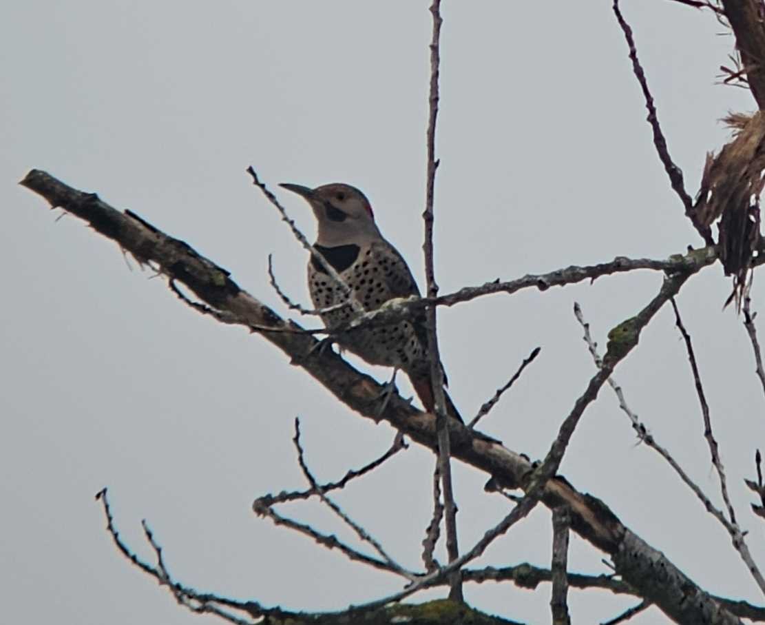 Northern Flicker (Yellow-shafted) - Dan Williams