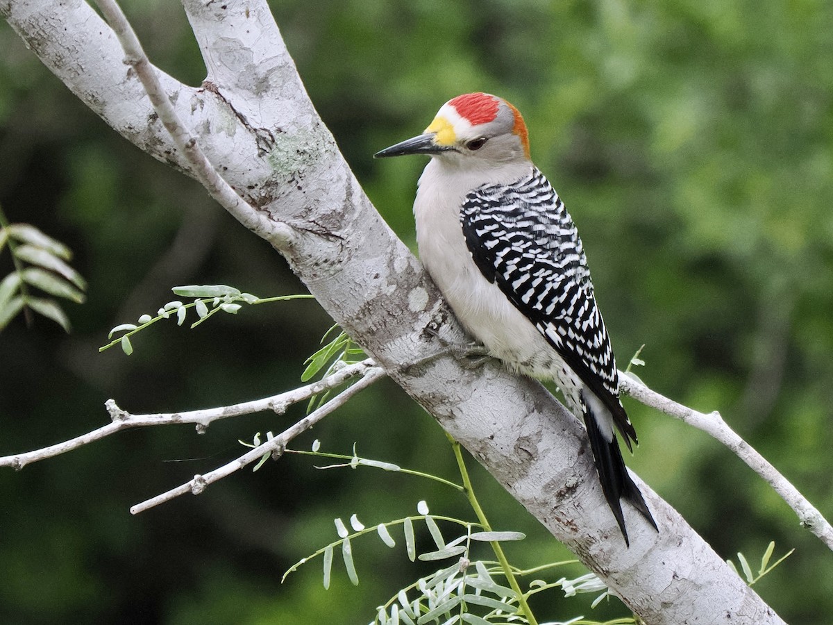 Golden-fronted Woodpecker (Northern) - ML611819305