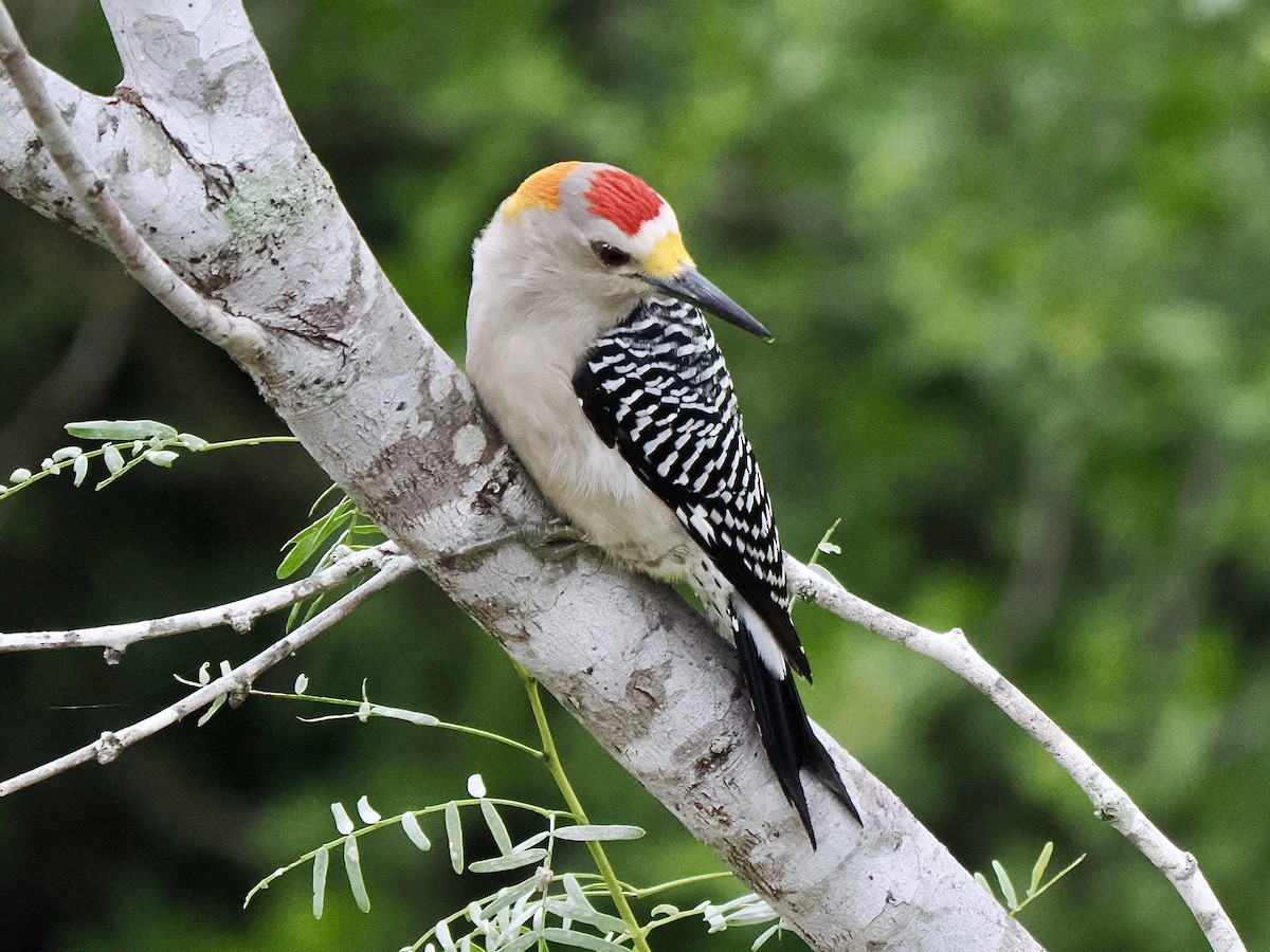 Golden-fronted Woodpecker (Northern) - ML611819333