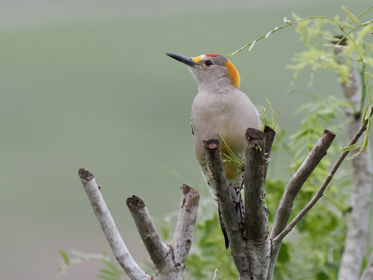 Golden-fronted Woodpecker (Northern) - ML611819376