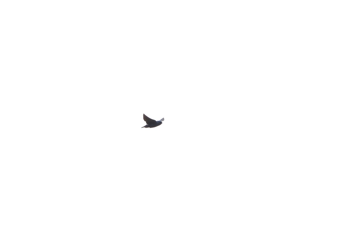 Montane Blue Swallow - Ohad Sherer