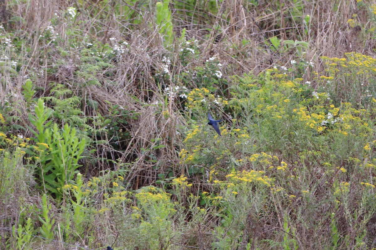 Montane Blue Swallow - ML611819461