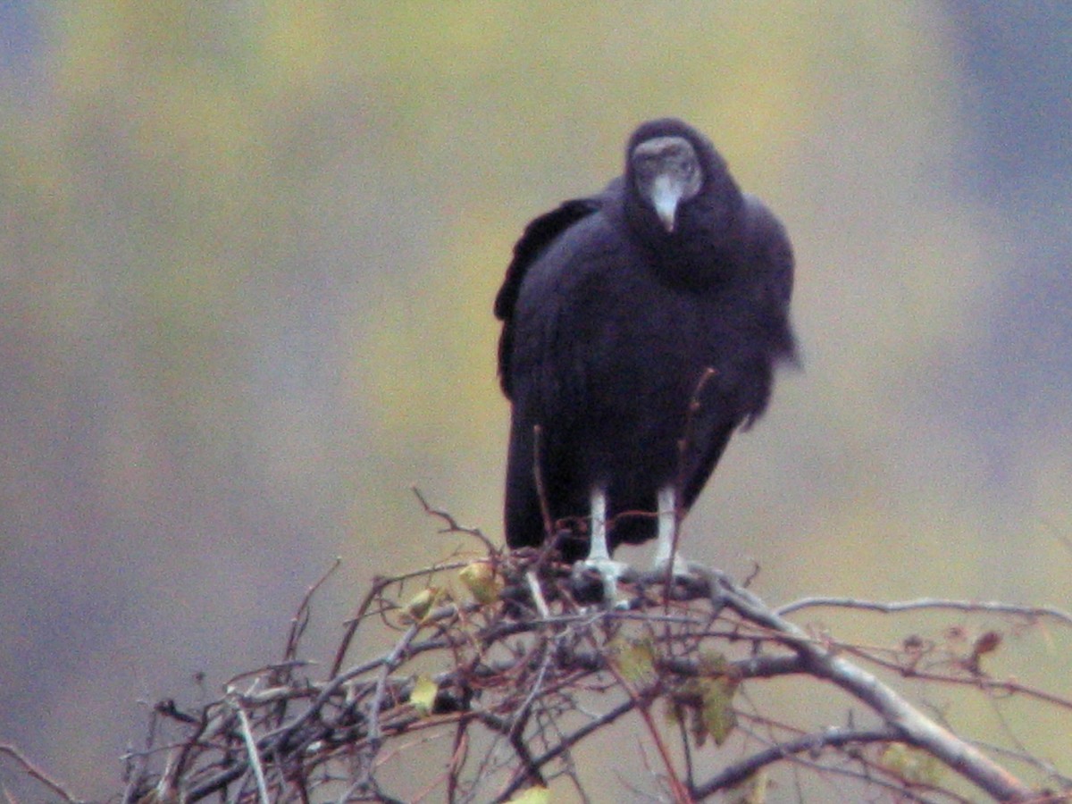 Black Vulture - ML611820060