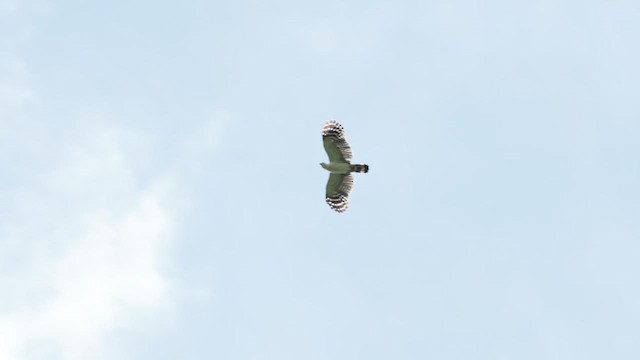 White-collared Kite - ML611820154