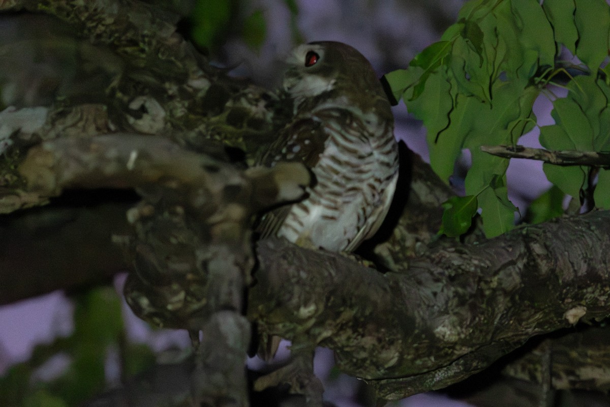 White-browed Owl - Daniel Engelbrecht - Birding Ecotours