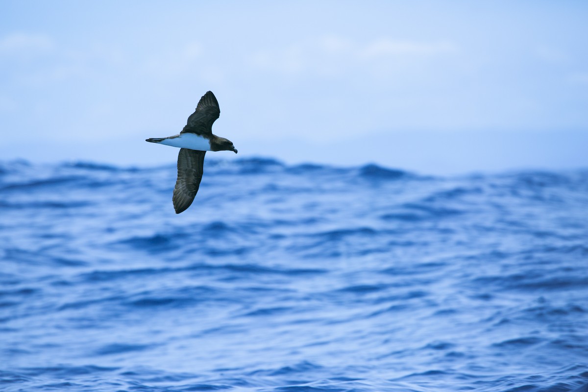 Tahiti Petrel - ML611820597