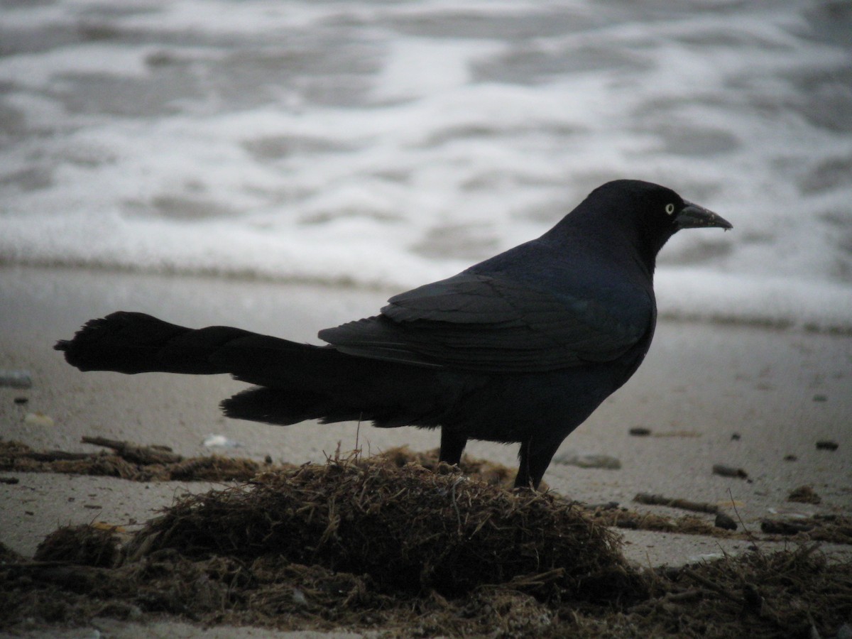 Boat-tailed Grackle - ML611820652