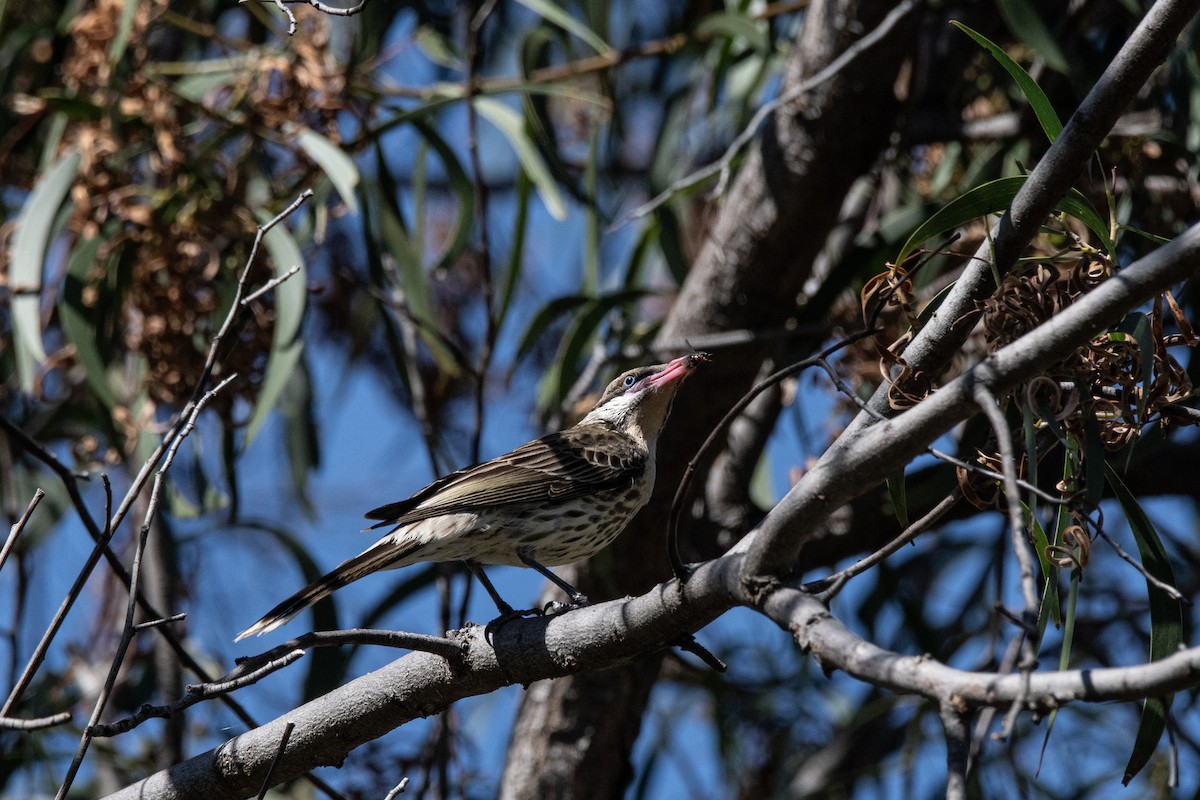 Spiny-cheeked Honeyeater - ML611820659