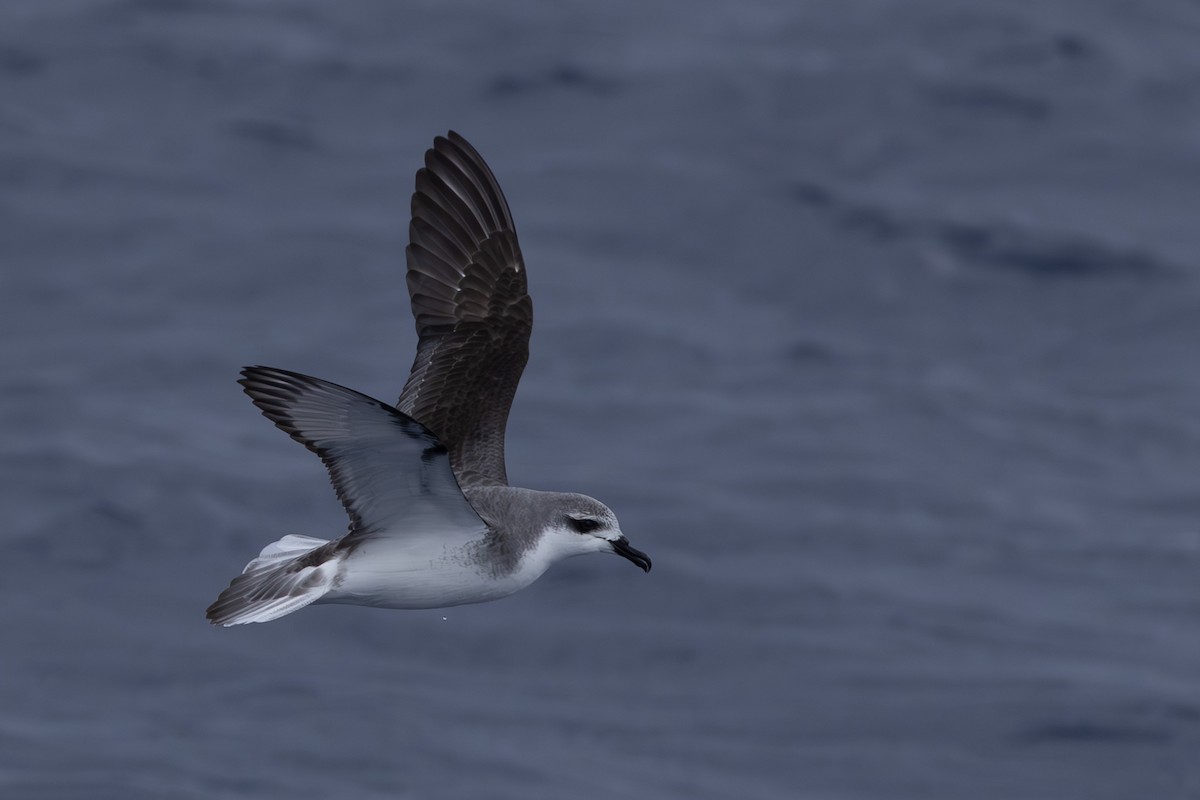 Cook's Petrel - ML611820951