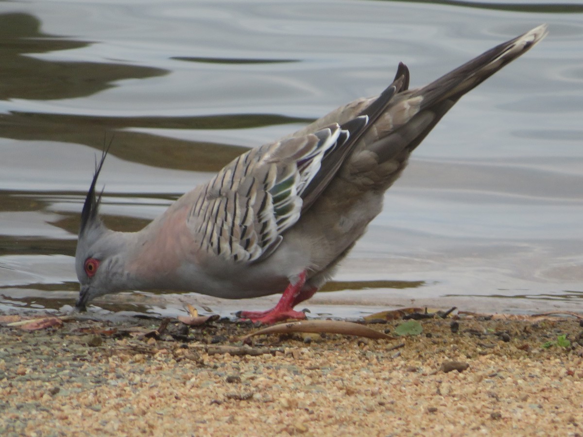 Crested Pigeon - ML611821058