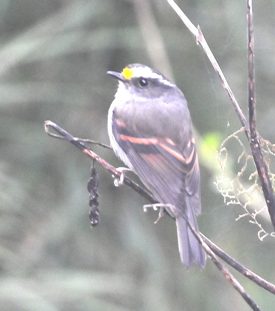 Golden-browed Chat-Tyrant - ML611821177