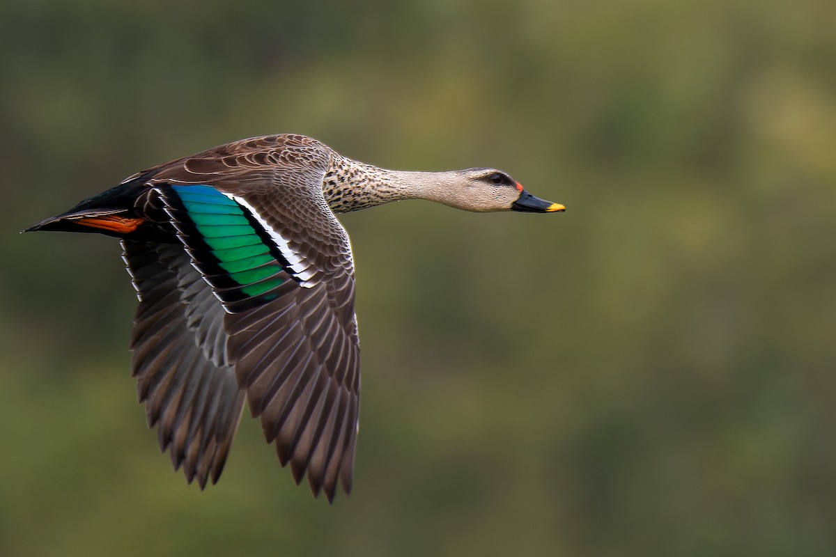 Indian Spot-billed Duck - ML611821390