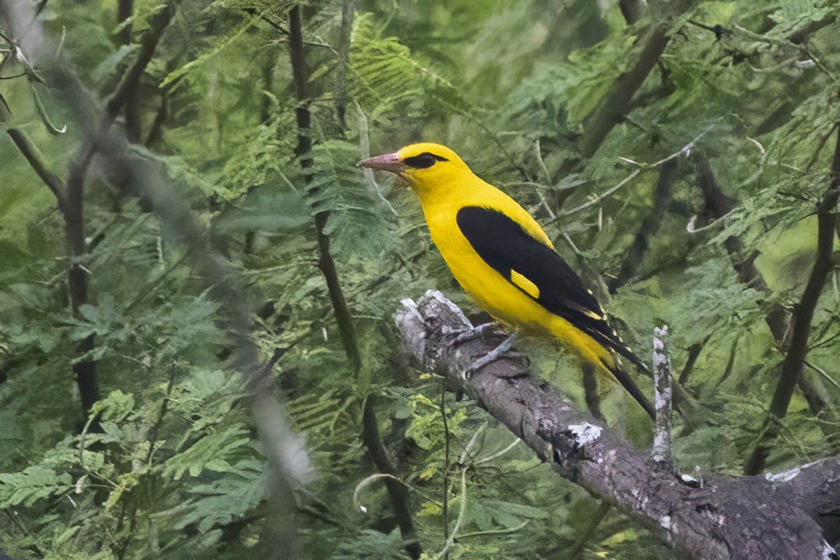 Indian Golden Oriole - ML611822012