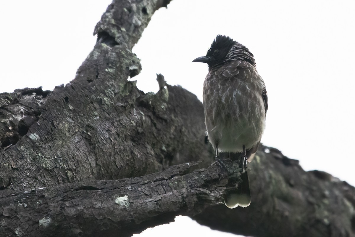 Red-vented Bulbul - ML611822041