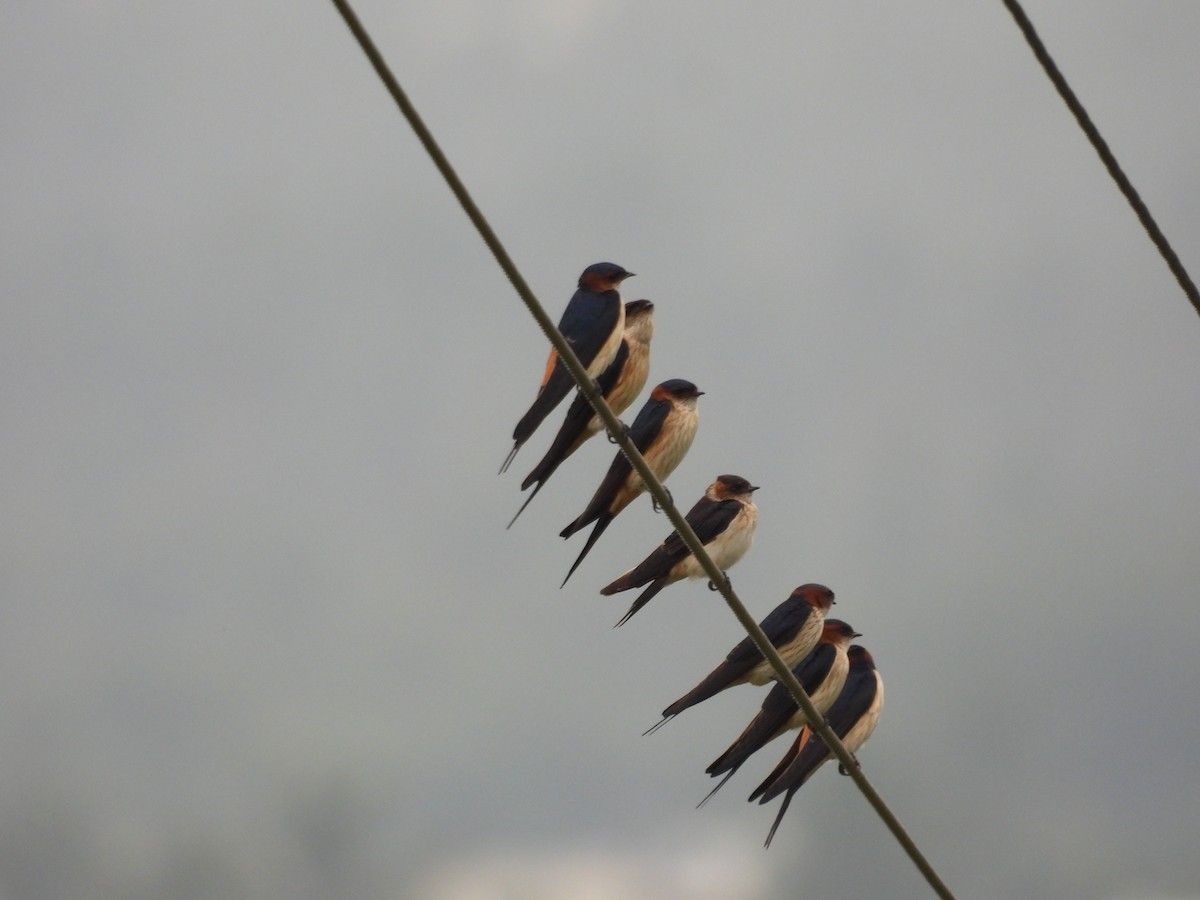 Red-rumped Swallow - ML611822053