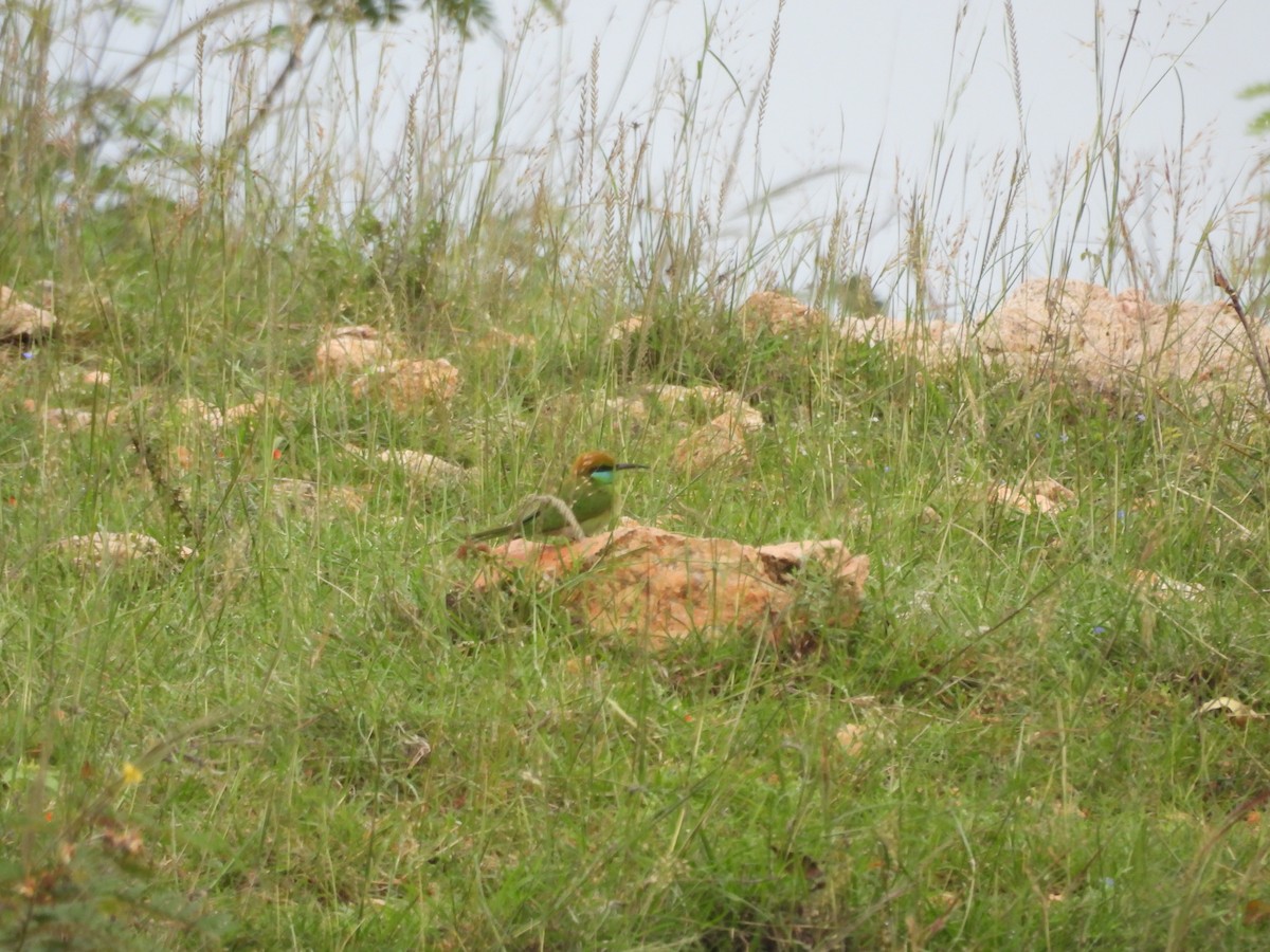 Asian Green Bee-eater - ML611822057