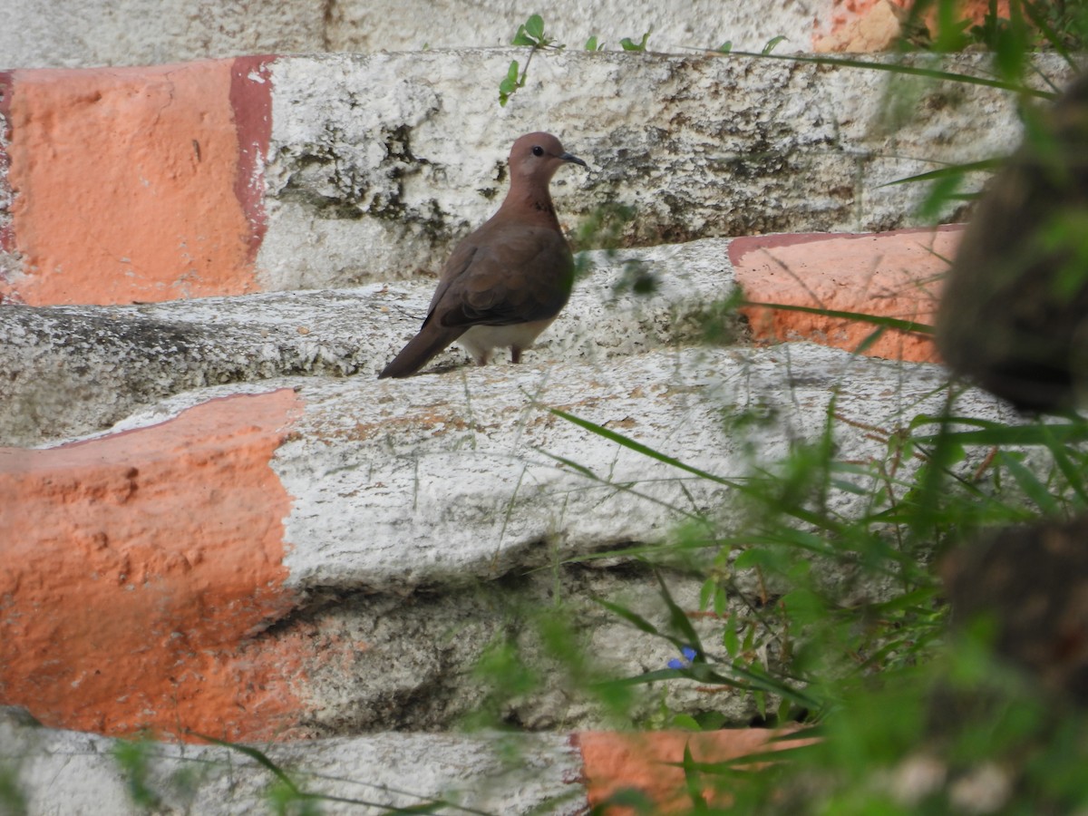 Laughing Dove - ML611822095