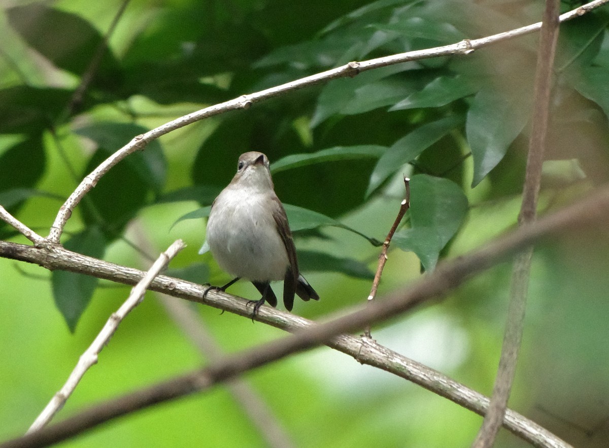 Taiga/Red-breasted Flycatcher - ML611822379