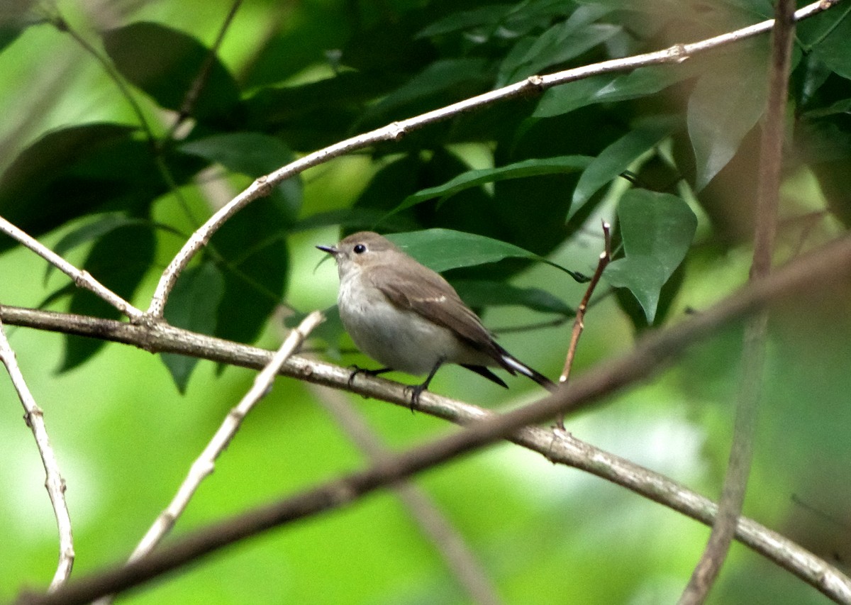 Taiga/Red-breasted Flycatcher - ML611822380