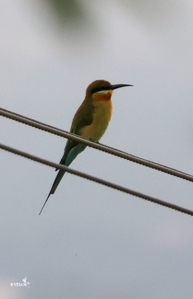 Blue-tailed Bee-eater - ML611822382