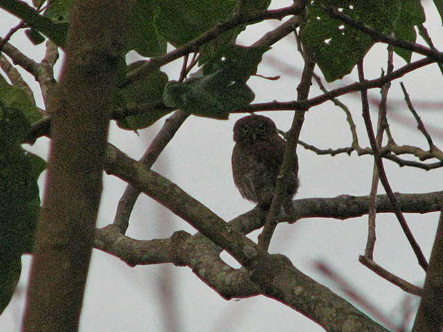 Ferruginous Pygmy-Owl - ML611822402