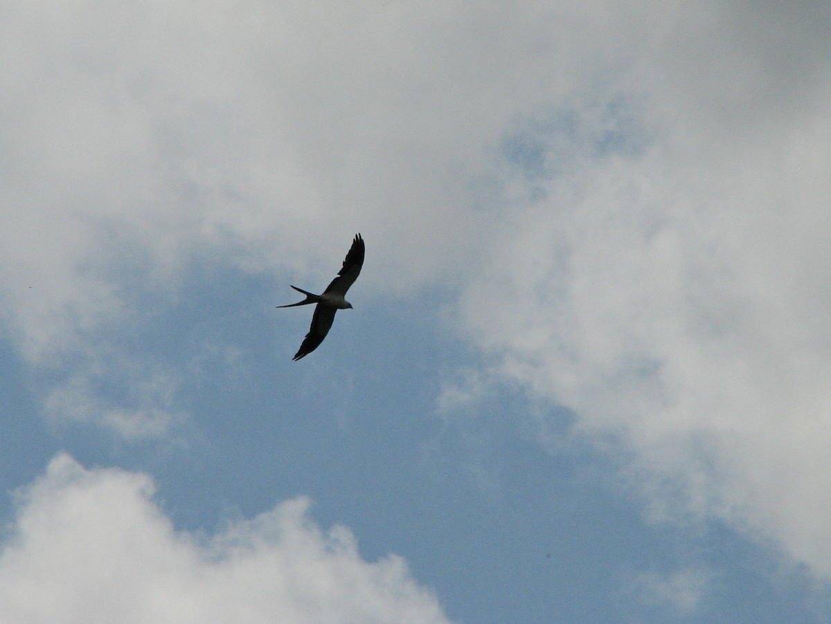Swallow-tailed Kite - ML611822409