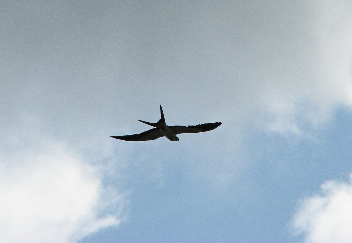 Swallow-tailed Kite - ML611822410
