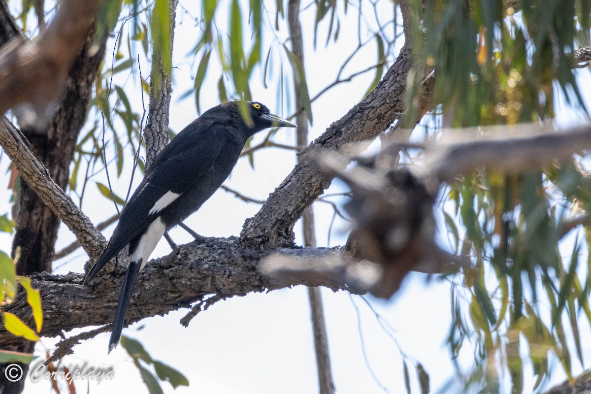Pied Currawong - ML611822412