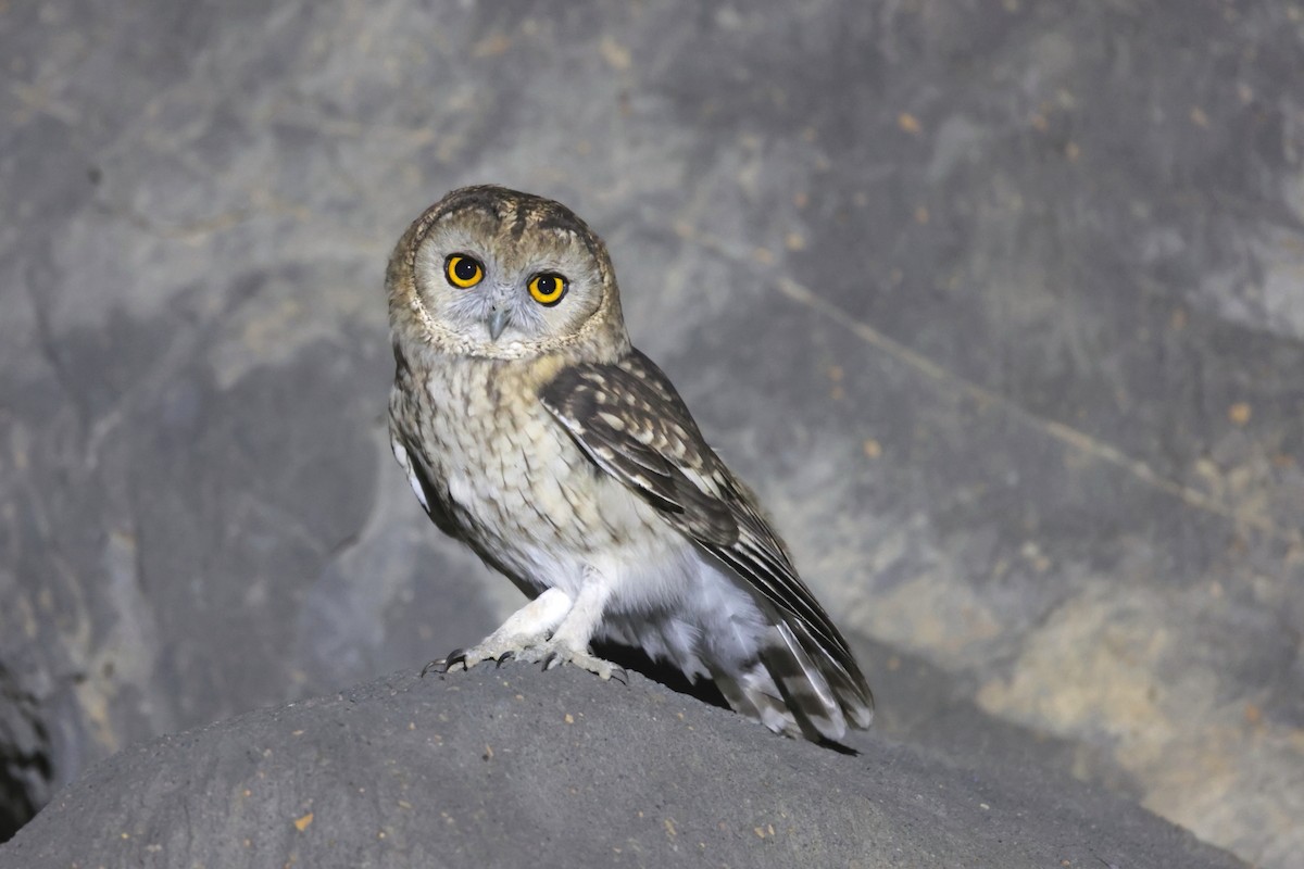 Omani Owl - ML611822582