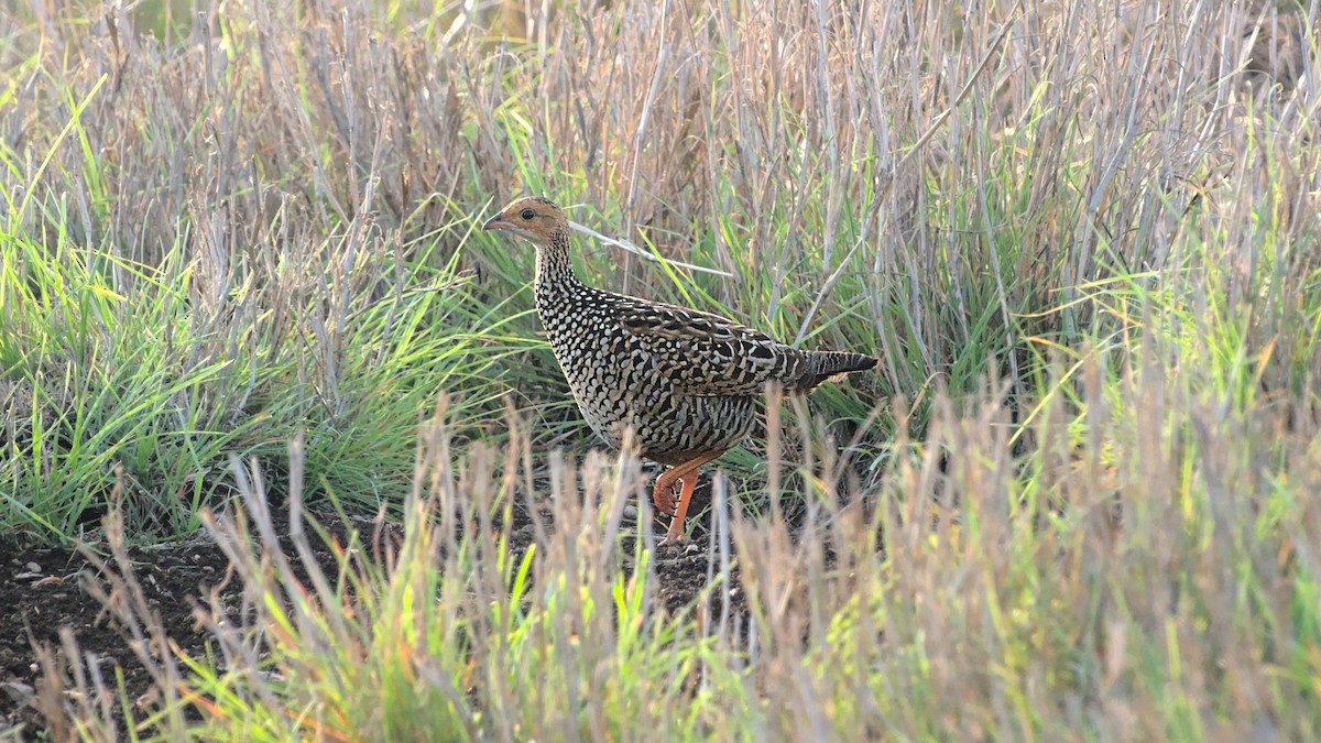 Painted Francolin - ML611822637