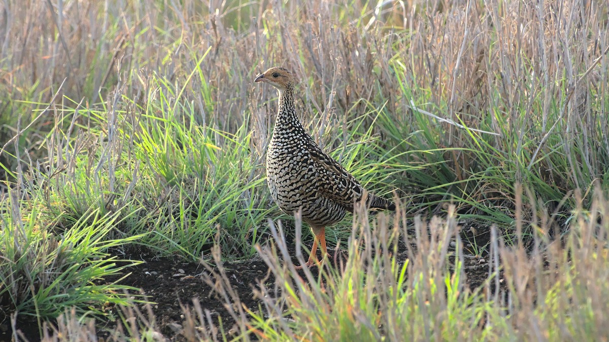 Painted Francolin - ML611822638