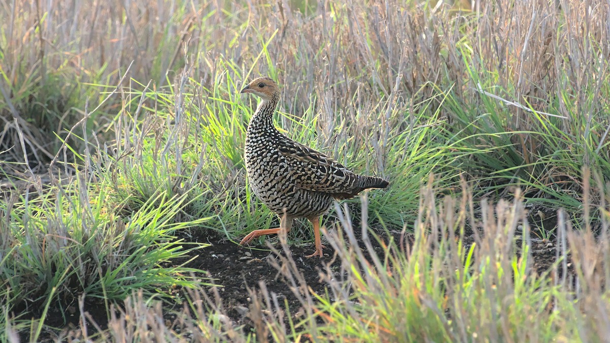 Painted Francolin - ML611822639