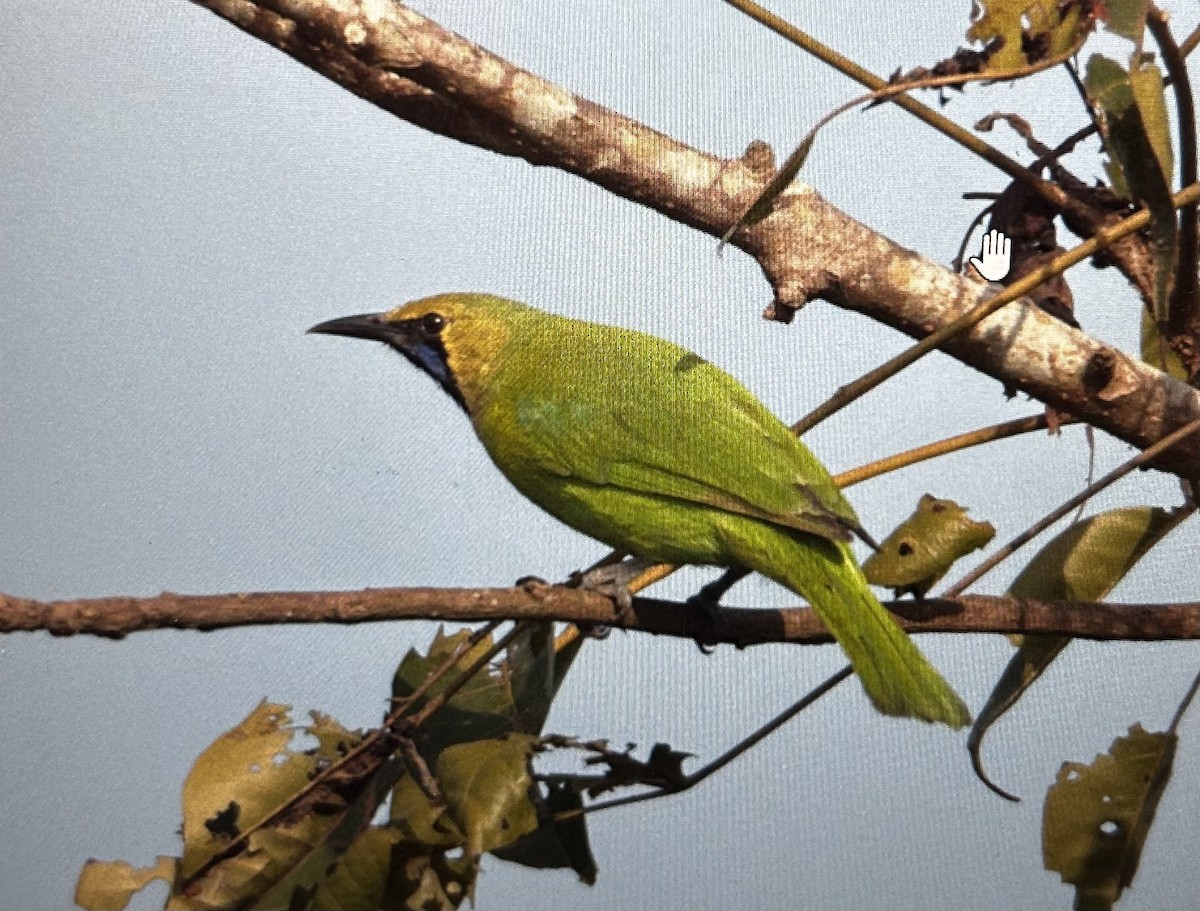 Jerdon's Leafbird - Vasudev Prasad
