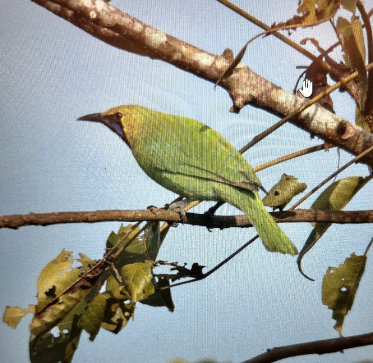 Jerdon's Leafbird - ML611822776