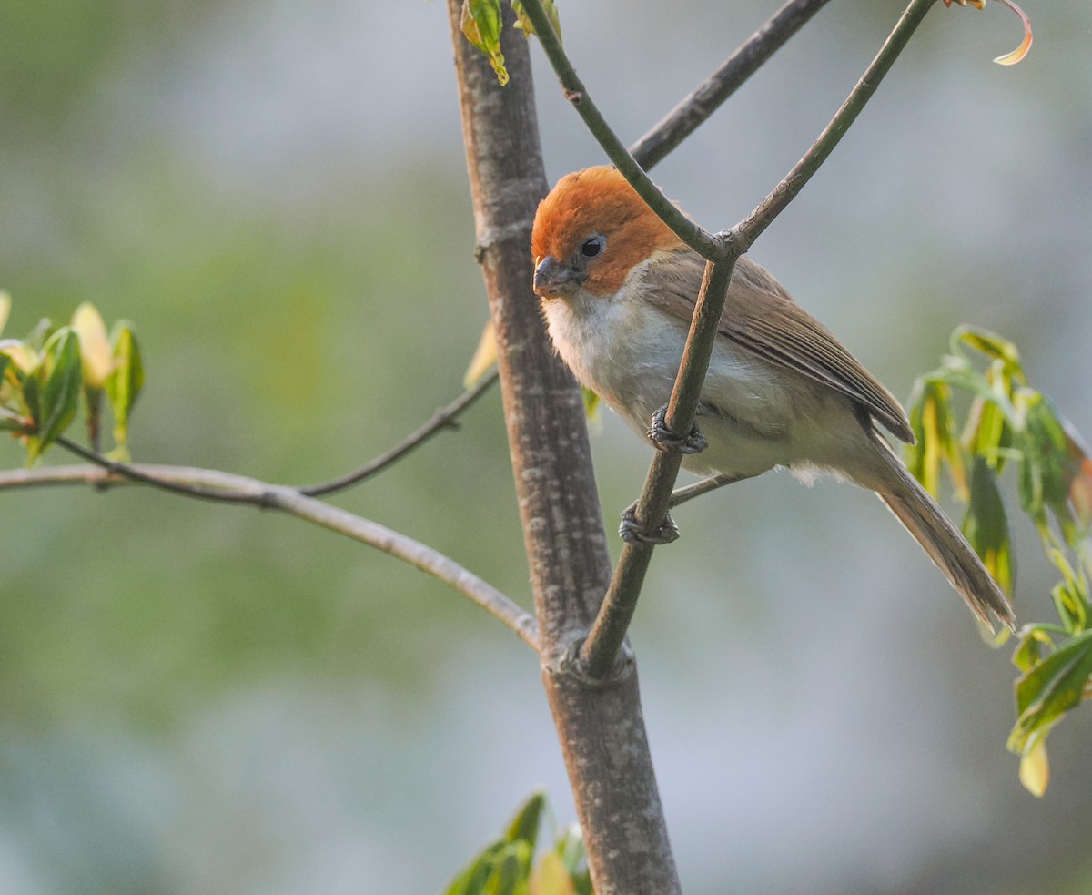 White-breasted Parrotbill - Alex Berryman