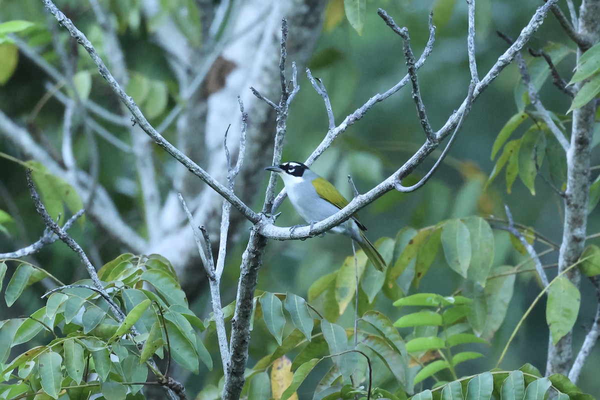 Black-crowned Palm-Tanager - ML611823317