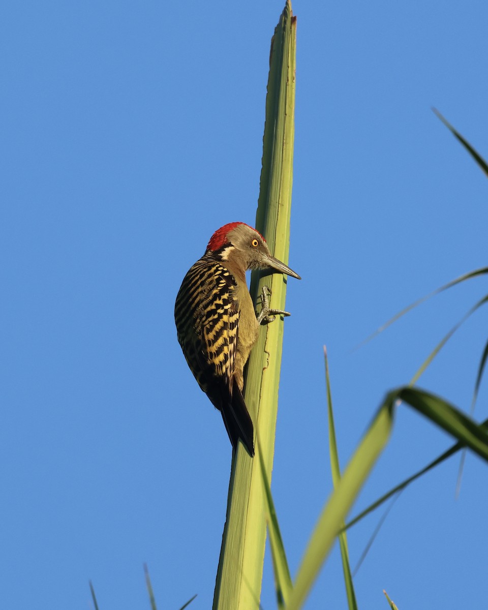 Hispaniolan Woodpecker - Shannon Fair