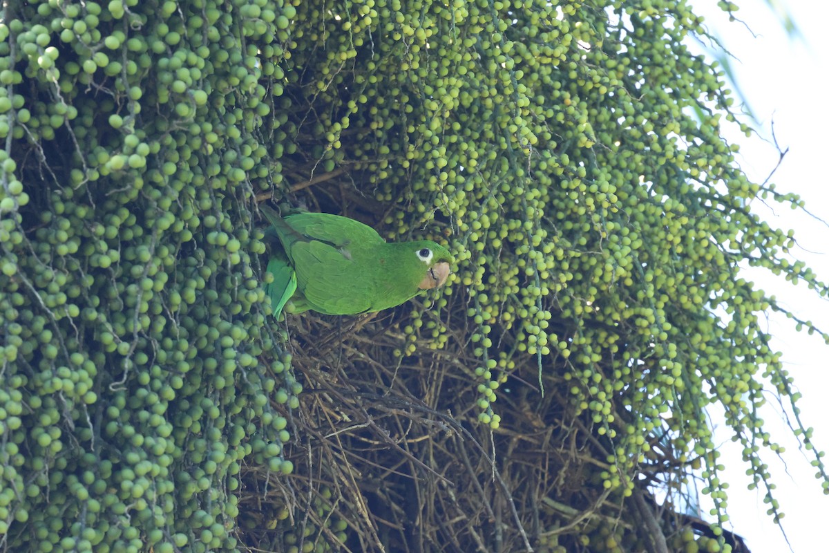 Hispaniolan Parakeet - ML611823335