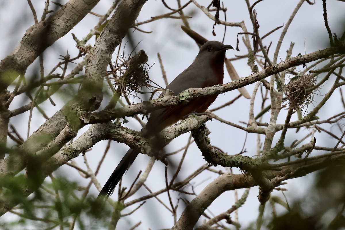 Bay-breasted Cuckoo - ML611823387