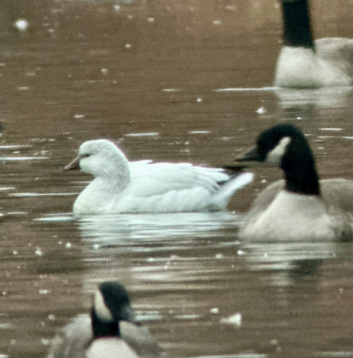 Ross's Goose - Russell Taylor