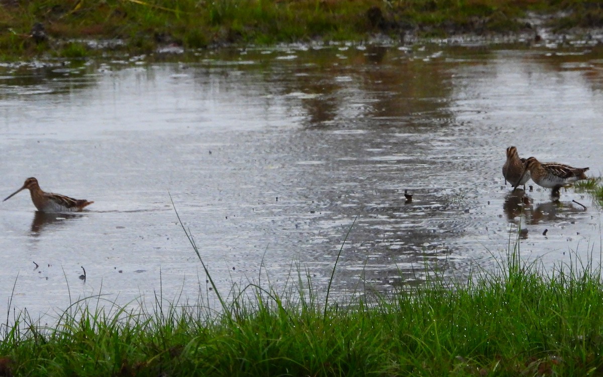 eBird Checklist 2 Dec 2023 County Road 160, Opelika USAL 17 species