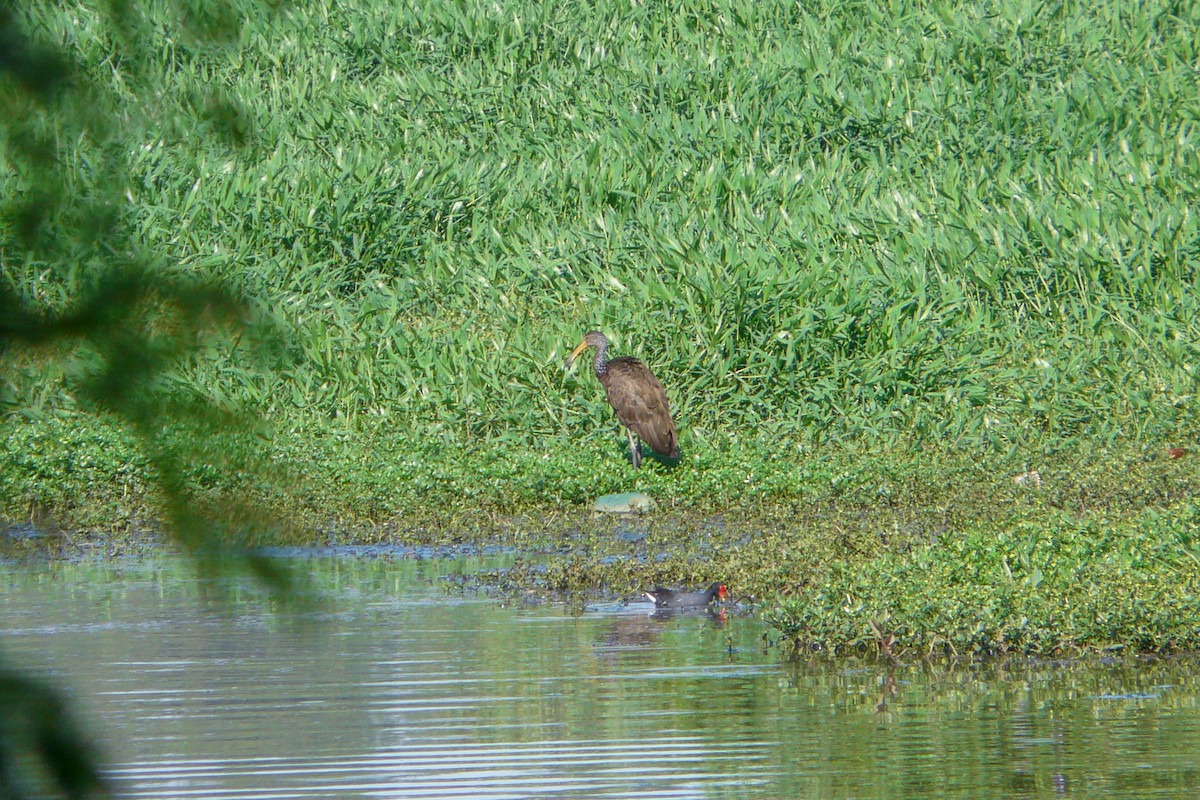 Limpkin (Brown-backed) - ML611823699