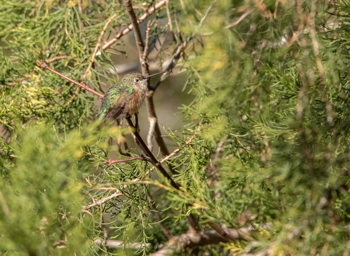 Broad-tailed Hummingbird - ML611823783