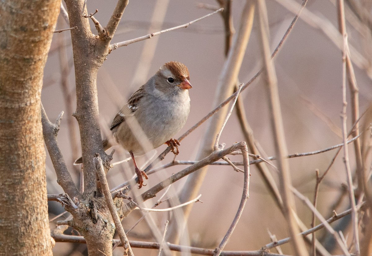 White-crowned Sparrow - ML611823795